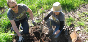 Volunteers caring for fruit tree