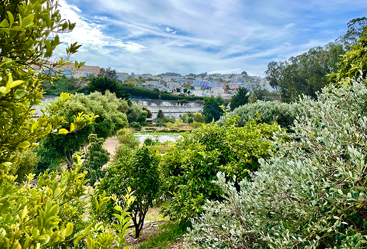 view of Alemany Farm framed by abundant foliage of fruit trees, under a blue sky with fair weather clouds