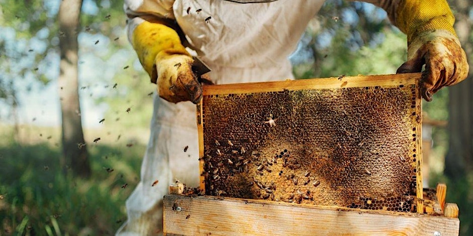a beekeeper tends to a honeybee hive