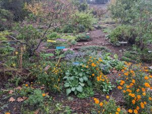 medicinal herb garden with bright marigolds
