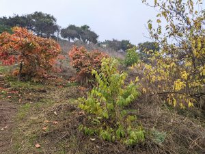 upper hillside with foliage in varied colors