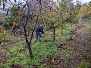 a person works in the hillside orchard