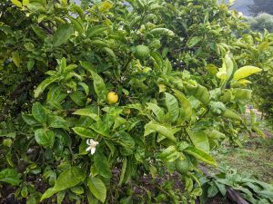 a citrus tree with foliage and ripening fruits