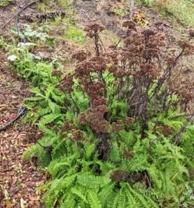 dried yarrow stalks with fresh green growth below