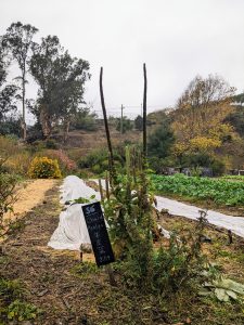 view of garden row with mullein