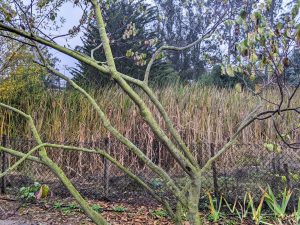 farm pond reeds seen through bare tree branches