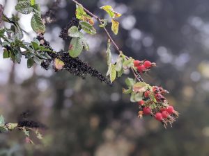 closeup of a clump of rose hips at the end of a branch