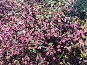 colorful foliage on a shrub