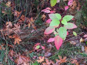 colorful foliage with dried leaves scattered on ground
