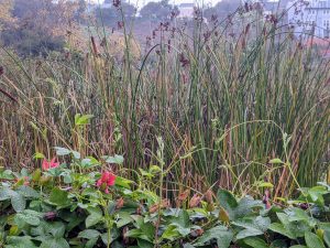 passion vine and reeds in the farm pond