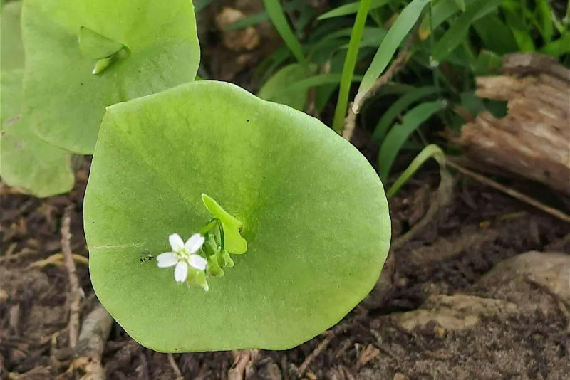close-up view of miner's lettuce